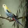 pale headed rosella