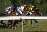 Warialda cup
