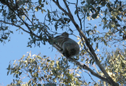 koala