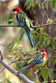 rosella