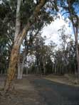 tumbledown gum
